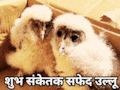 White Owls: बालाघाट में 100 साल पुराने घर में मिले सफेद उल्लू, दर्शन से ही खुल जाती है किस्मत, जानें क्यों होते हैं खास?