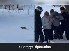 Video: Snow Leopard Attacks Female Skier Who Got Too Close For A Picture