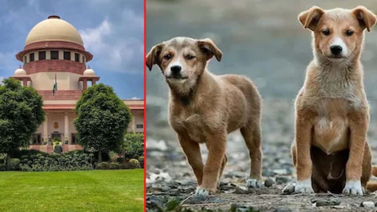 'आप हकीकत से दूर हैं, इन कुत्तों को महिमामंडित करने की कोशिश न करें...', स्ट्रे डॉग्स के मुद्दे पर SC की सख्त टिप्पणी