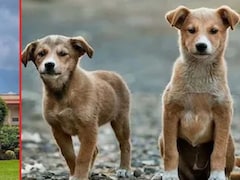 'आप हकीकत से दूर हैं, इन कुत्तों को महिमामंडित करने की कोशिश न करें...', स्ट्रे डॉग्स के मुद्दे पर SC की सख्त टिप्पणी