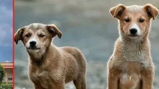 'आप हकीकत से दूर हैं, इन कुत्तों को महिमामंडित करने की कोशिश न करें...', स्ट्रे डॉग्स के मुद्दे पर SC की सख्त टिप्पणी