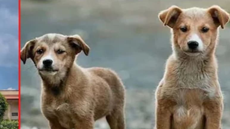 'आप हकीकत से दूर हैं, इन कुत्तों को महिमामंडित करने की कोशिश न करें...', स्ट्रे डॉग्स के मुद्दे पर SC की सख्त टिप्पणी
