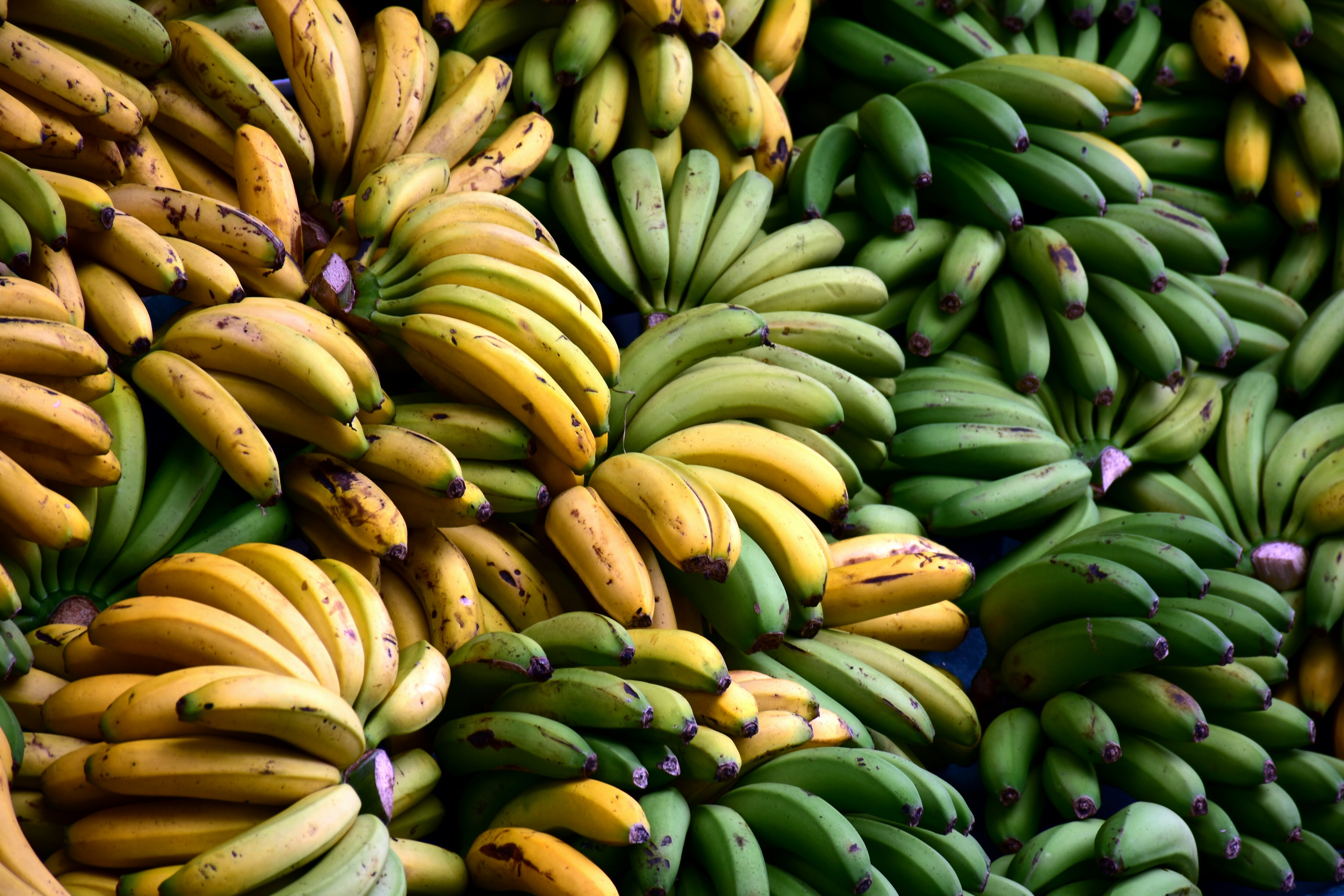 King Of Fruits: Bananas Topple Mangoes With Highest Output; Floral, Livestock Economy On The Rise