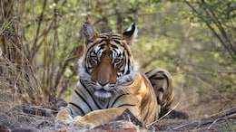 6 Of The Best National Parks In India To Add To Your 2026 Travel List