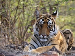 6 Of The Best National Parks In India To Add To Your 2026 Travel List