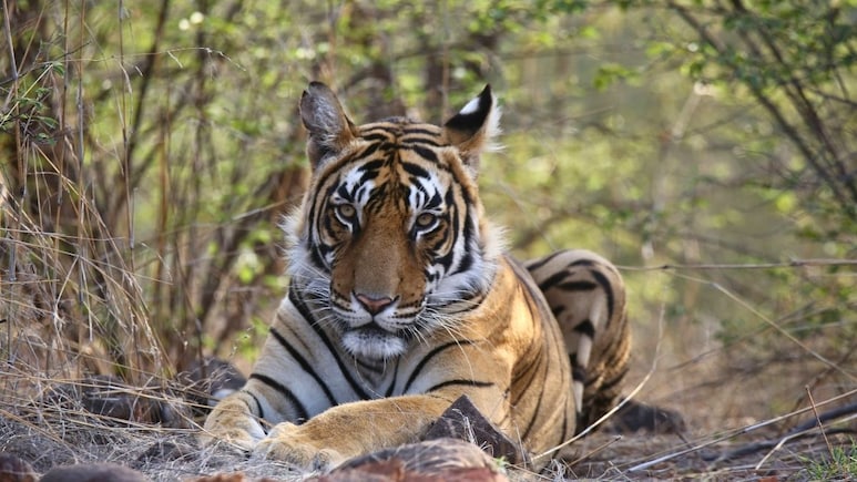 6 Of The Best National Parks In India To Add To Your 2026 Travel List