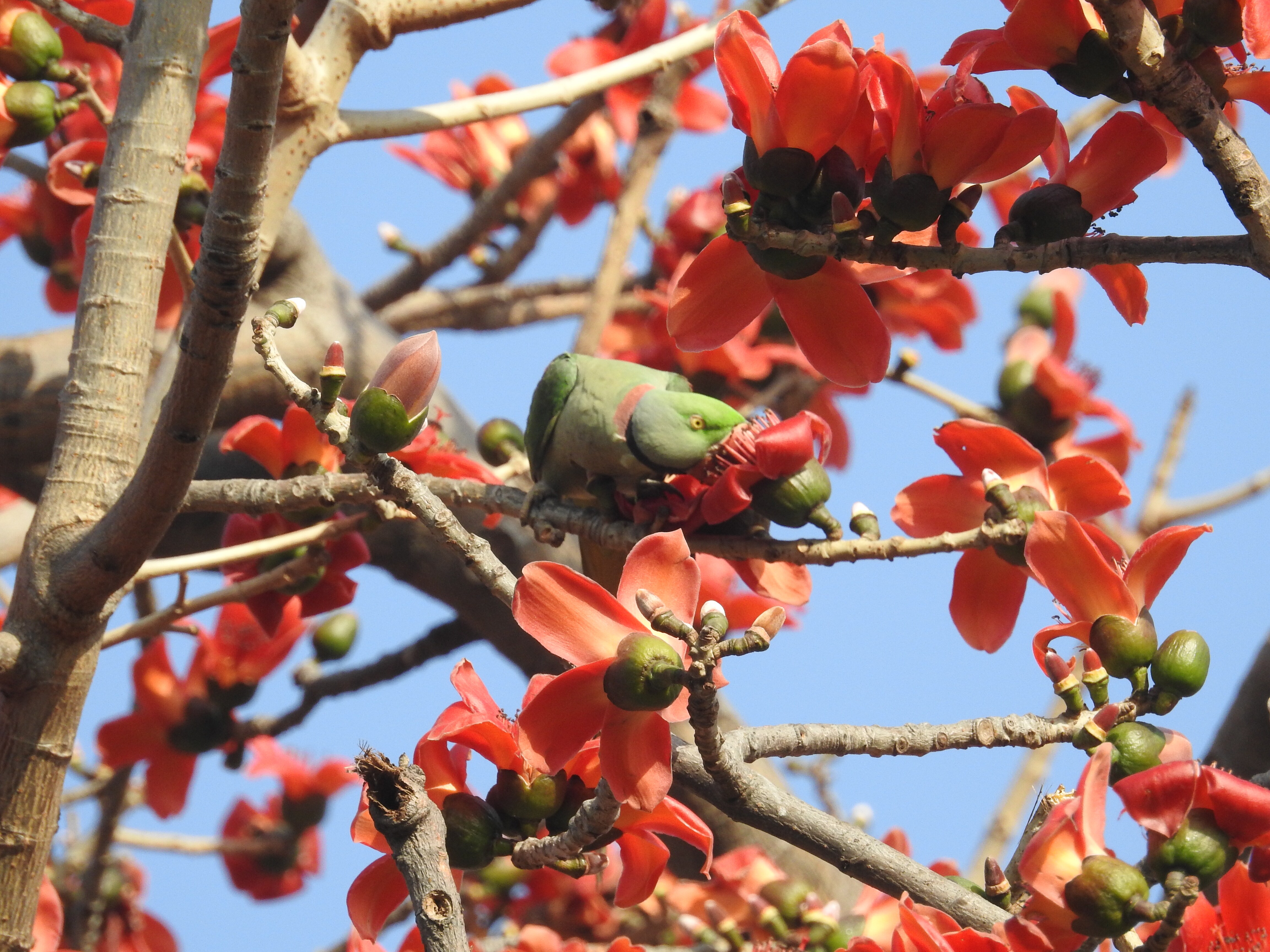 Nesting In The Spring: The Fight To Save A Home... On A Tree