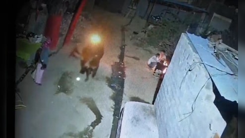 राजस्थान में बेजुबान जानवरों पर क्रूरता, सांड पर पेट्रोल डाल लगाई आग; गौवंश को मारी कुल्हाड़ी