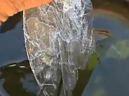 Rajasthan: खेतों में जमीं बर्फ की परतें, टमाटर और तोरई की फसलें बुरी तरह झुलसीं, मौसम की मार से किसान परेशान