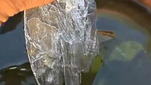 Rajasthan: खेतों में जमीं बर्फ की परतें, टमाटर और तोरई की फसलें बुरी तरह झुलसीं, मौसम की मार से किसान परेशान