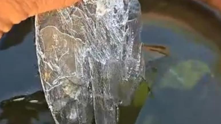 Rajasthan: खेतों में जमीं बर्फ की परतें, टमाटर और तोरई की फसलें बुरी तरह झुलसीं, मौसम की मार से किसान परेशान