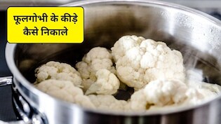फूलगोभी के कीड़े कैसे निकाले, इन चीजों से साफ करेंगे तो अंदर छिपा एक-एक कीड़ा निकल जाएगा बाहर