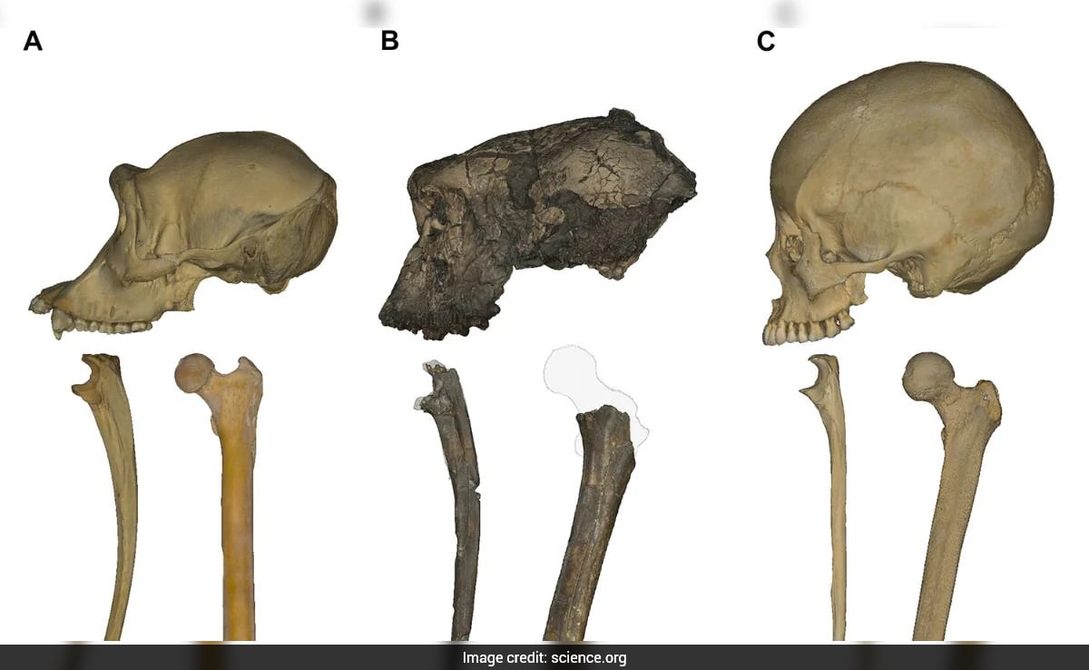 Fossil Bone Analysis Suggests Earliest Human Ancestor, But Debate Persists