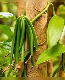 Surprising Health Benefits Of Vanilla