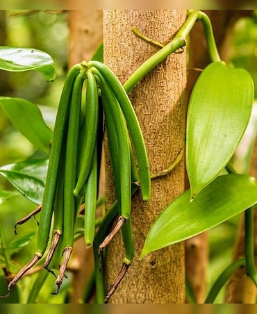 Surprising Health Benefits Of Vanilla