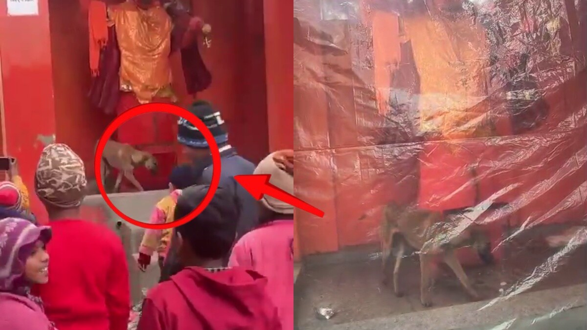 मंदिर में हनुमान मूर्ति की 36 घंटे से परिक्रमा कर रहा कुत्ता, अनोखे नजारे को देखने उमड़ी भीड़