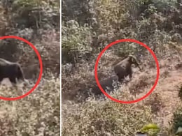 झारखंड में हाथी के हमले का लाइव वीडियो - गुस्से में कुचलता रहा