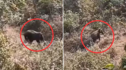 झारखंड में हाथी के हमले का लाइव वीडियो - गुस्से में कुचलता रहा
