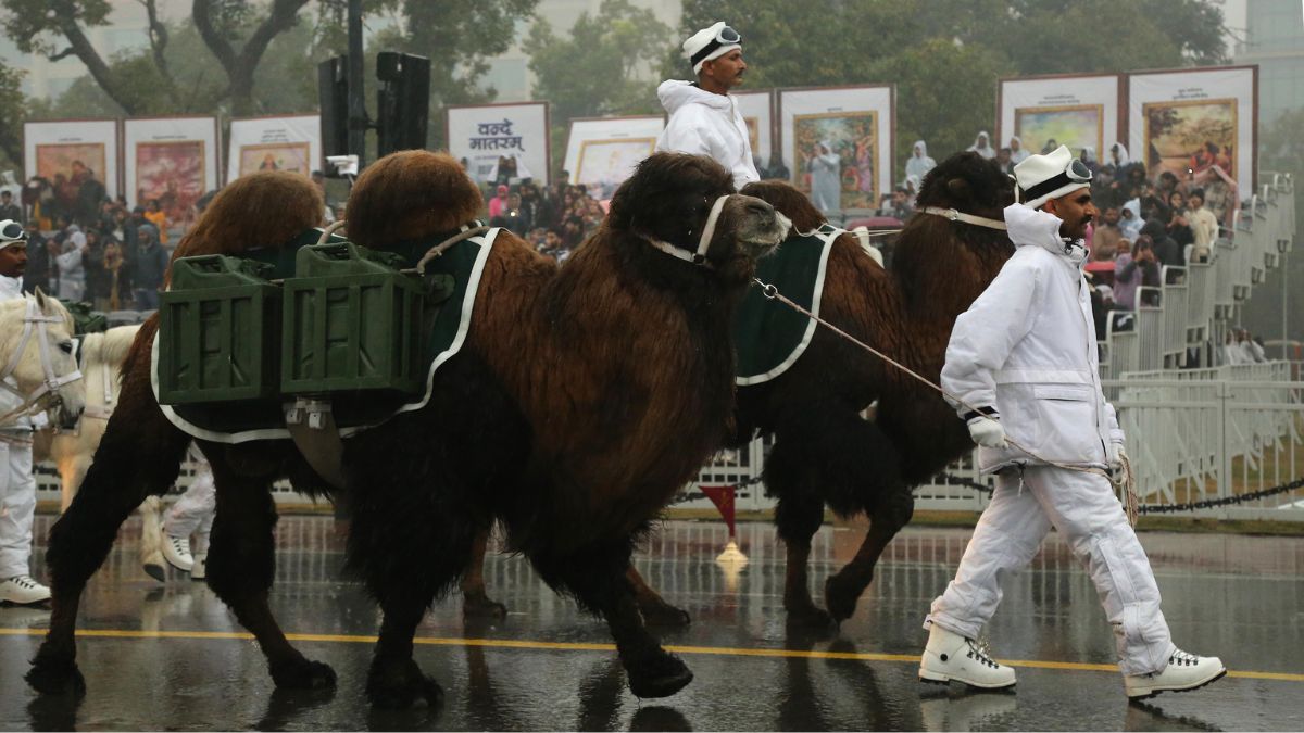 Leh's Bactrian Camels Galwan And Nubra To Walk Down Delhi's Kartavya Path