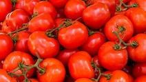 फ्रिज में टमाटर रखने से क्या होता है? जानें कहां करें स्टोर, नहीं तो पड़ सकता है पछताना