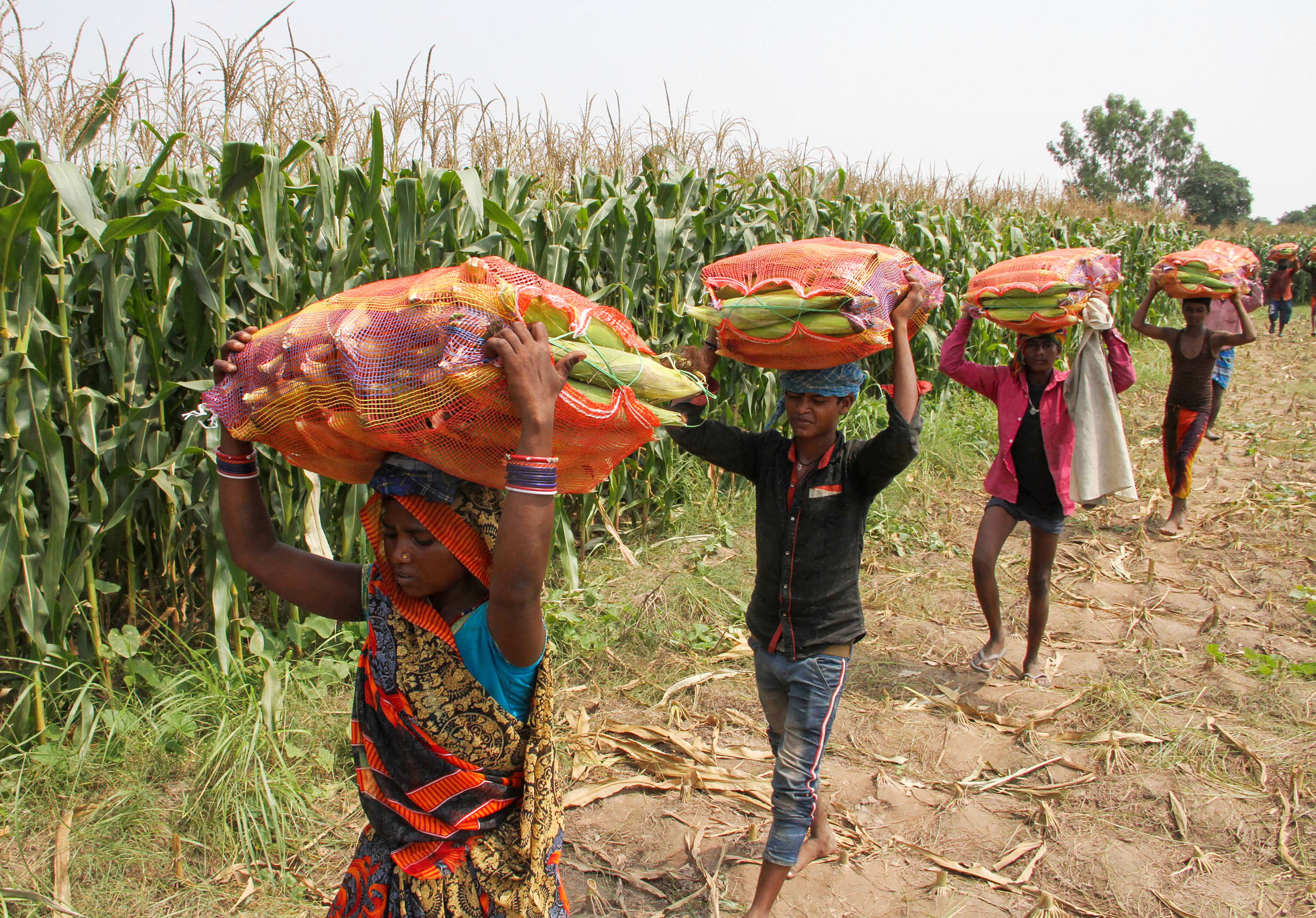 Recent Rainfall Unlikely To Damage Major Crops, Will Boost Production, Says Agriculture Secretary