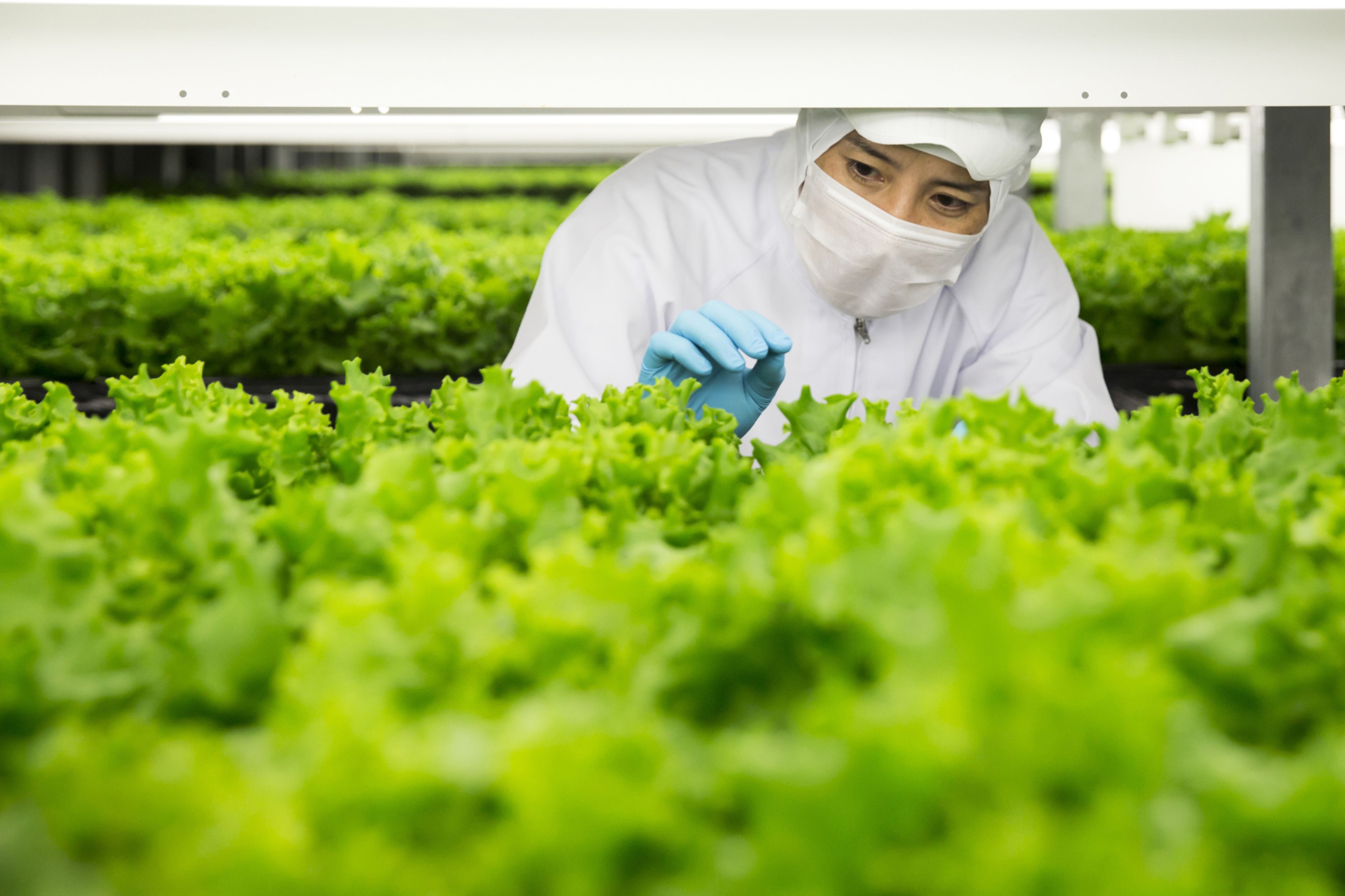 Startup Street: This Startup Will Help You Set Up Soil-Less Indoor Farms