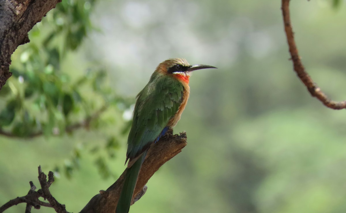 Latest and Breaking News on NDTV