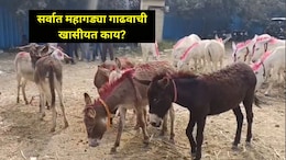 Pune News: अरारारारा! जेजुरी गडावर भरला गाढवांचा बाजार, भारतातील 'या' गाढवाला मिळाली सर्वात मोठी किंमत