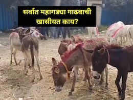 Pune News: अरारारारा! जेजुरी गडावर भरला गाढवांचा बाजार, भारतातील 'या' गाढवाला मिळाली सर्वात मोठी किंमत