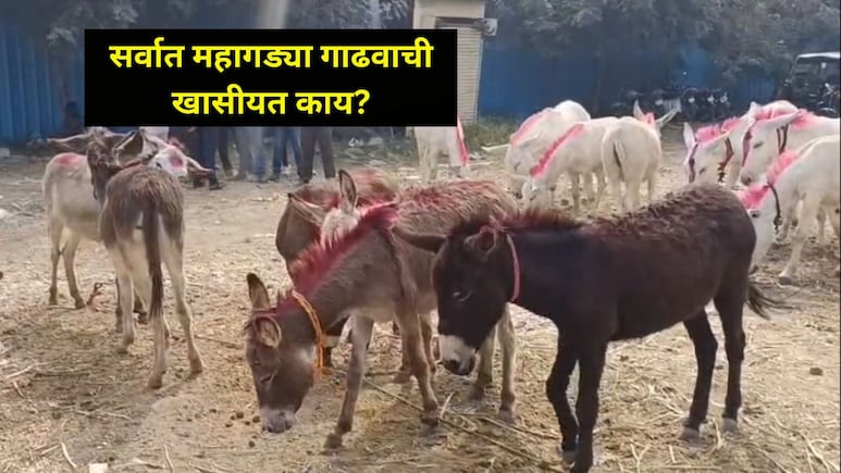 Pune News: अरारारारा! जेजुरी गडावर भरला गाढवांचा बाजार, भारतातील 'या' गाढवाला मिळाली सर्वात मोठी किंमत