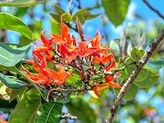 स्किन करेगी गलो और पेट रहेगा साफ, जानें पलाश के पत्ते किस काम आते हैं?