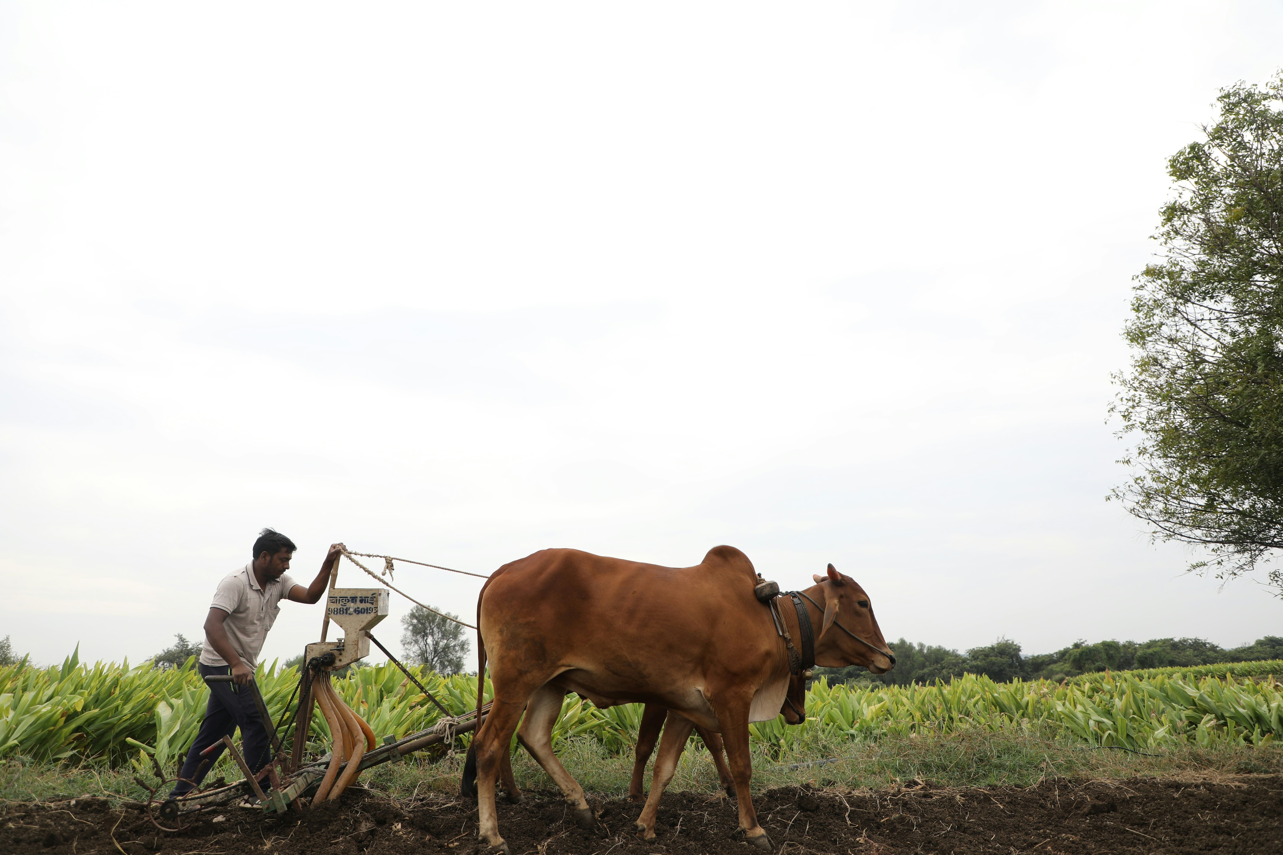 PM Kisan Yojana: Instalment Date, Beneficiary Status And More