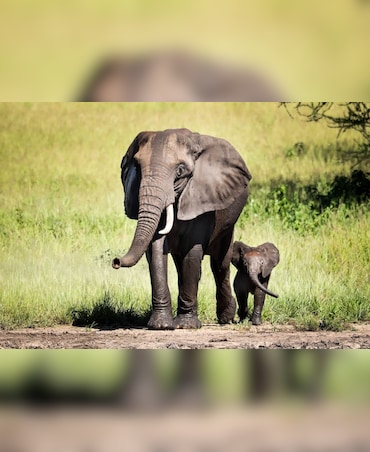 Facts You Didn't Know About Mammals