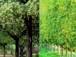 हरियाली के नाम पर शहरों में लगाए ये पेड़ स्वास्थ्य पर डाल रहे गहरा असर, मध्य प्रदेश ने दिए हटाने के निर्देश