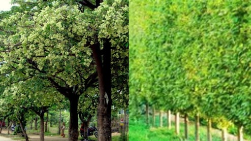 हरियाली के नाम पर शहरों में लगाए ये पेड़ स्वास्थ्य पर डाल रहे गहरा असर, मध्य प्रदेश ने दिए हटाने के निर्देश