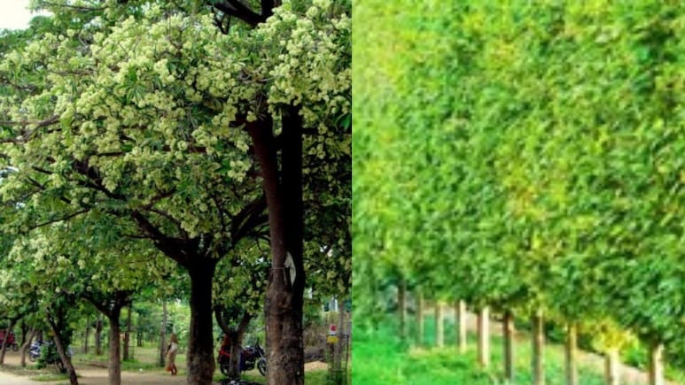 हरियाली के नाम पर शहरों में लगाए ये पेड़ स्वास्थ्य पर डाल रहे गहरा असर, मध्य प्रदेश ने दिए हटाने के निर्देश