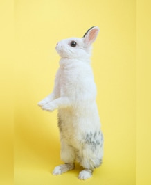 Rabbit vs Pika: What's The Difference