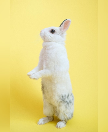 Rabbit vs Pika: What's The Difference