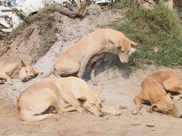 बिहार के सासाराम में शिक्षकों को मिला कुत्तों की गिनती का जिम्मा, मचा बवाल