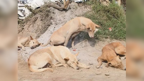 बिहार के सासाराम में शिक्षकों को मिला कुत्तों की गिनती का जिम्मा, मचा बवाल