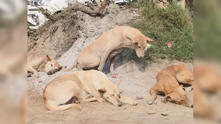 बिहार के सासाराम में शिक्षकों को मिला कुत्तों की गिनती का जिम्मा, मचा बवाल