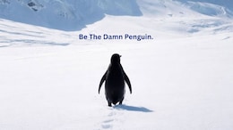 Viral: Video Of Lone Nihilist Penguin On His 'Death March' Sparks Meme Fest