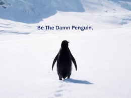 Viral: Video Of Lone Nihilist Penguin On His 'Death March' Sparks Meme Fest
