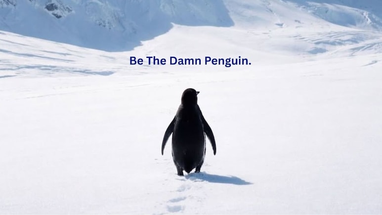 Viral: Video Of Lone Nihilist Penguin On His 'Death March' Sparks Meme Fest