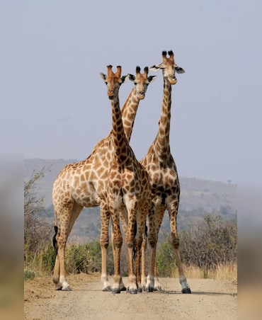 The Tallest Animals In The World