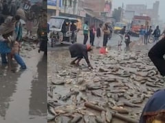 Bihar News: वो मर गया और भीड़ मछली लूटती रही.. बिहार के सीतामढ़ी में ये कैसी मानवता?