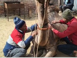 ऊंट के फर्र कटिंग  की कला है कठिन काम... बचें हैं गिने चुने कारिगर, ऊंट महोत्सव में होता है आकर्षण का केंद्र
