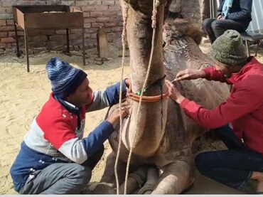 ऊंट के फर्र कटिंग  की कला है कठिन काम... बचें हैं गिने चुने कारिगर, ऊंट महोत्सव में होता है आकर्षण का केंद्र