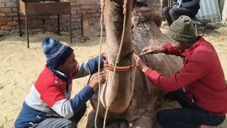 ऊंट के फर्र कटिंग  की कला है कठिन काम... बचें हैं गिने चुने कारिगर, ऊंट महोत्सव में होता है आकर्षण का केंद्र
