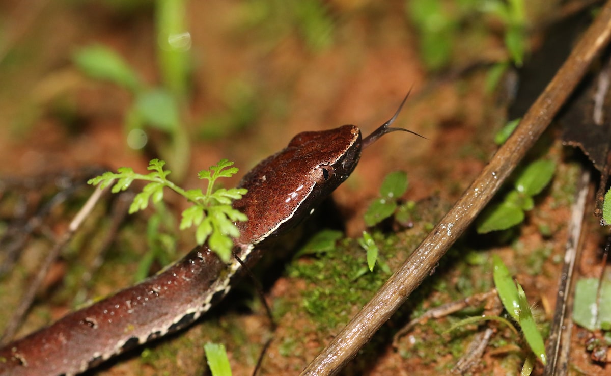 Chinese Man's Attempts To Hand-Feed Venomous Pet Snake Ends In Thumb Amputation